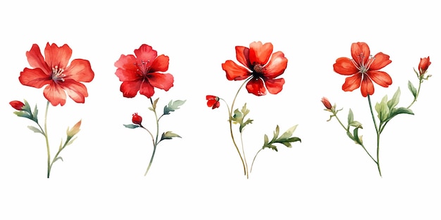 set of red watercolor wild flower