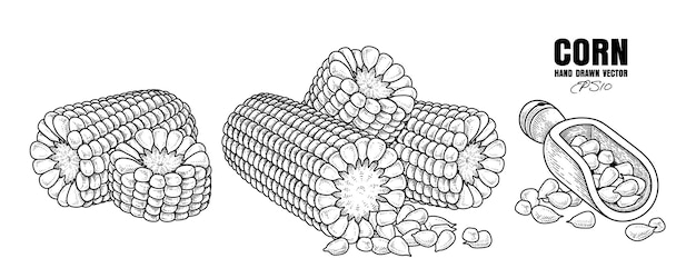 Insieme dell'illustrazione disegnata a mano degli elementi di schizzo del cereale maturo