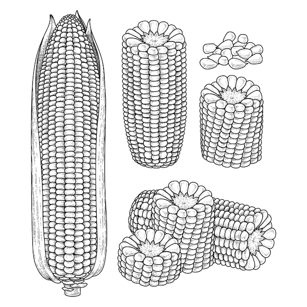 Vettore set di illustrazione vettoriale di schizzo disegnato a mano di mais maturo