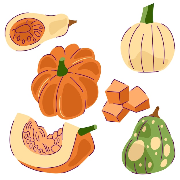 Vector set ripe pumpkin vegetables simple vector illustration