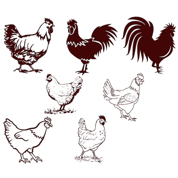 Set di gallina gallo e pulcini che mangiano illustrazione