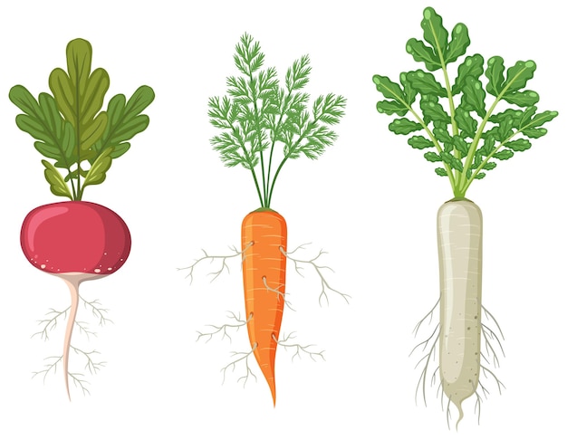 Vector set of root vegetables