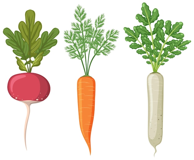 Set of root vegetables