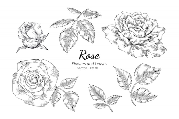 Vector set of rose flower drawing illustration with line art