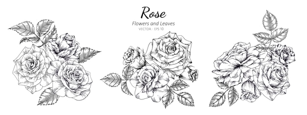 Set of rose flower drawing illustration with line art