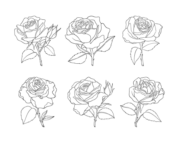 バラの花の手描きベクトルのセット