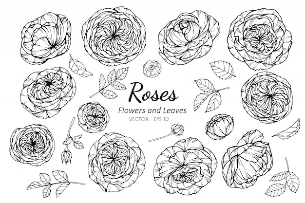 Set of rose flower and leaves drawing illustration.