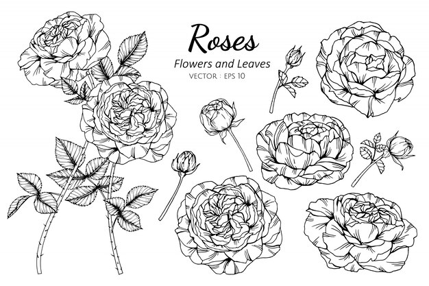 Vector set of rose flower and leaves drawing illustration.