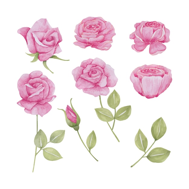 Набор розовых изолированных цветочных розовых розовых ручных рисованных акварельных векторных иллюстраций для поздравительной открытки