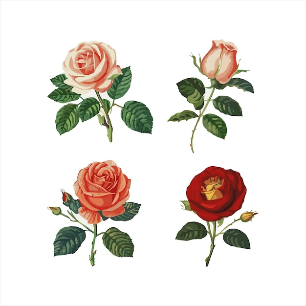 Vector set of rose vector illustration