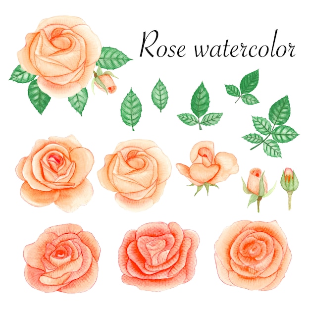 Set of rose watercolor elements.