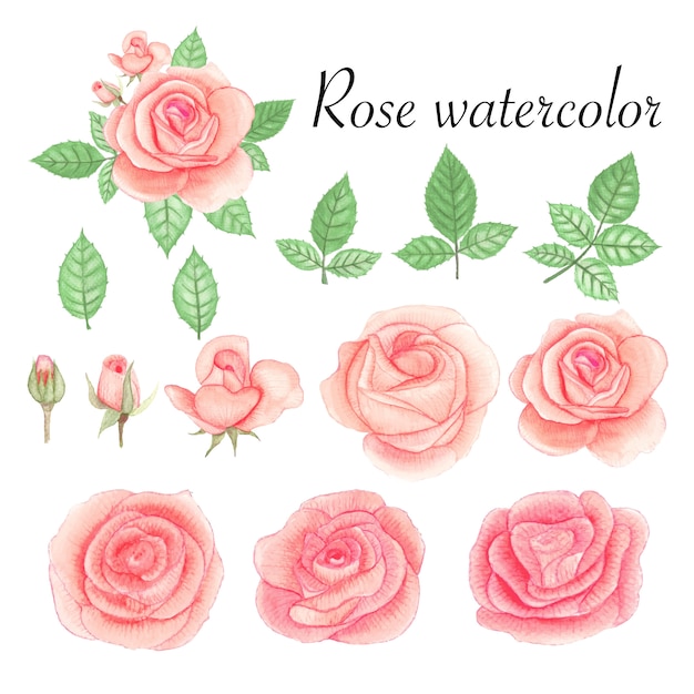 Set of rose watercolor elements.