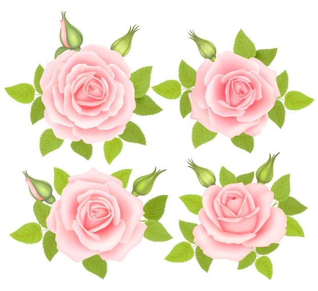 Set of Roses Flowers isolated on white background.