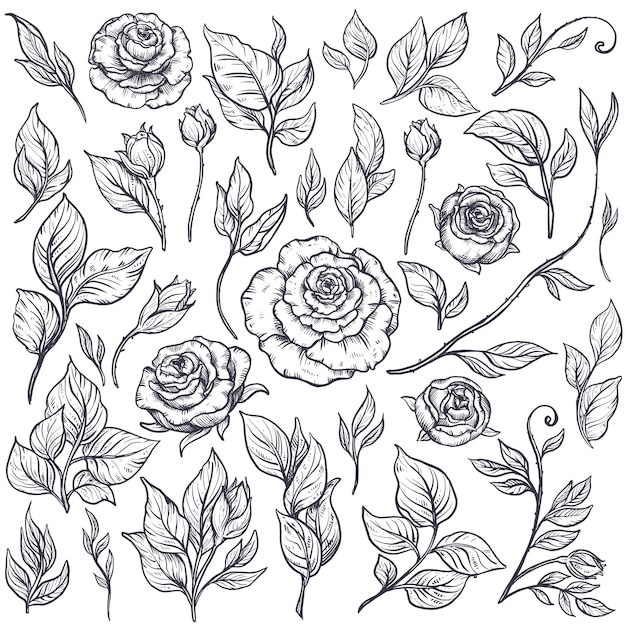 Set of roses and leaves, hand drawn vector illustration in graphic vintage style