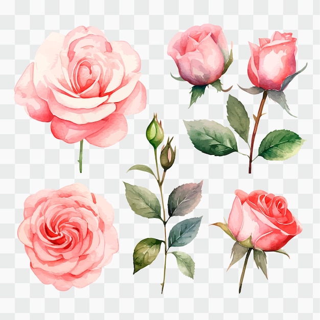 A set of roses on a transparent background