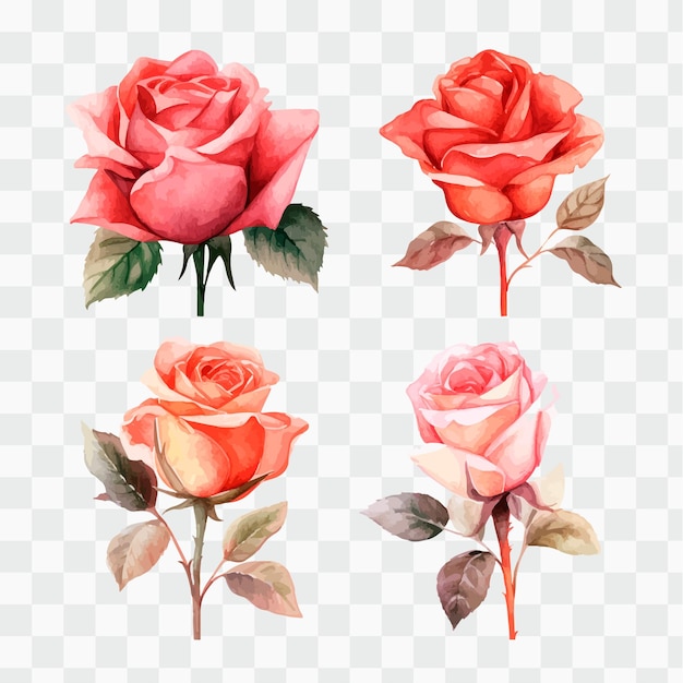 A set of roses on a transparent background.