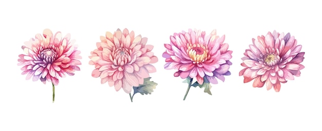 Set roze pioen bloemen aquarel geïsoleerd op witte achtergrond vectorillustratie