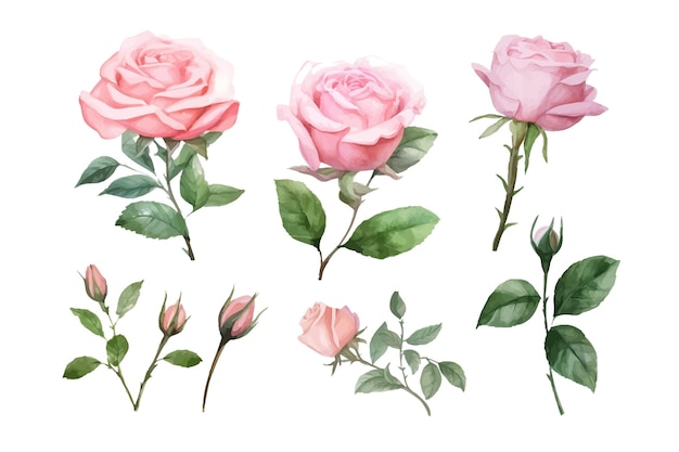 Set roze rozen bloemen natuur botanische decoratieve collectie Vector illustratie geïsoleerde collectie tropische blad set