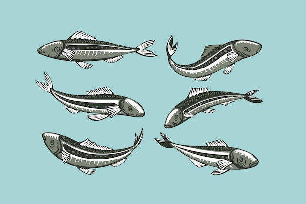 Set di sardine. illustrazione di pesce