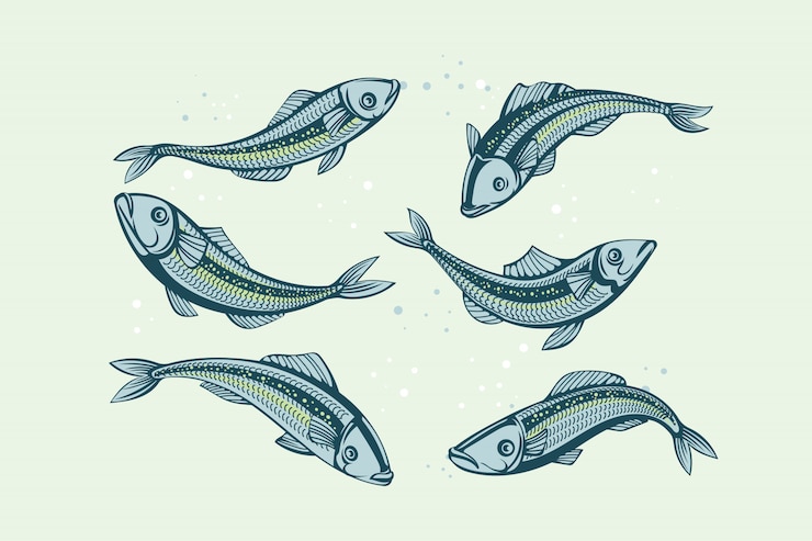 Vector イワシのセット。魚のイラスト