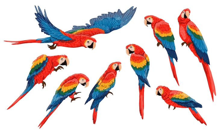 Set of Scarlet macaw parrots Macaws sit and walk on the branches fly and clean their feathers