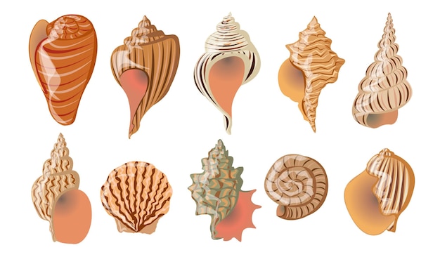 Vector set of sea shells of mollusks