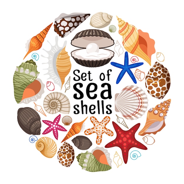 Set of sea shells 