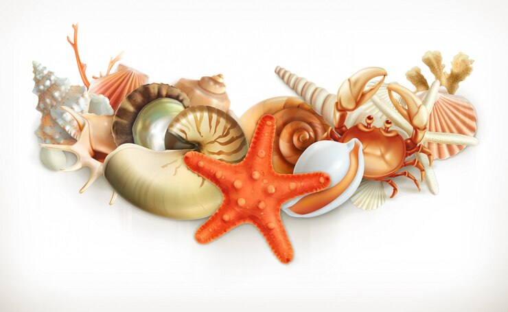 Vector set of seashells, illustration