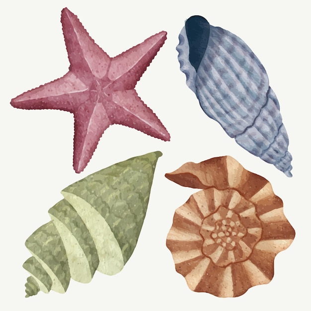 Vettore set di conchiglie ocean beach bat star florida cerith spiral seashell weined rapa whelk