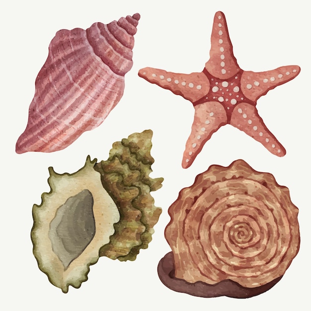 Set of Seashells Ocean Beach Triton Tiger Cowrie Spired Star Atlantic Cocle Bay Scallop