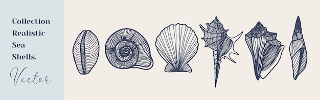 Set of seashells shells silhouettes vector illustration