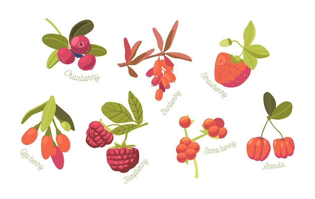 Set of seasonal summer garden and wild berries strawberry, cranberry, raspberry and stone berry with acerola and goji isolated on white background. cartoon vector illustration, icons, clip art