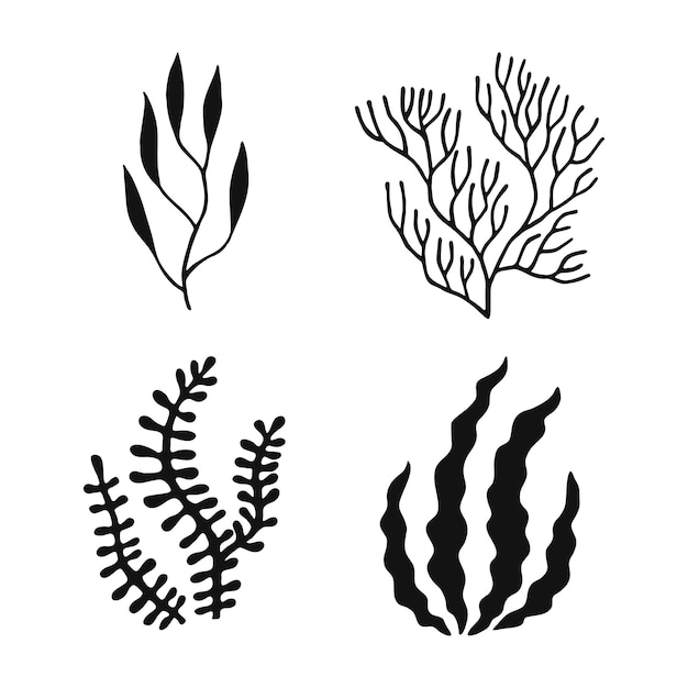 Vector set of seaweed marine plants are isolated hand drawn illustration converted to vector