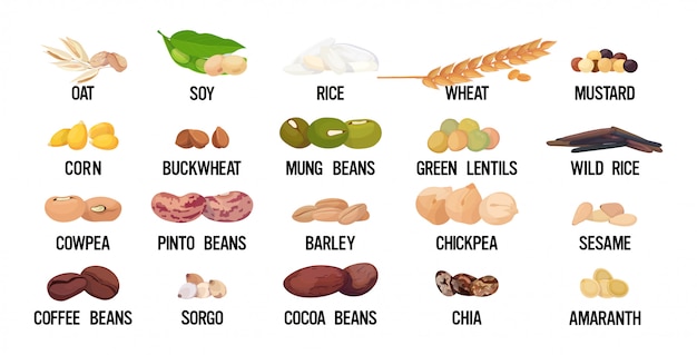 Набор семян бобов и зерна органическая здоровая вегетарианская еда коллекция