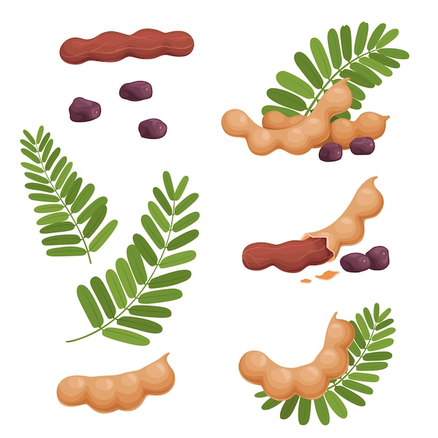 A set of seeds of fruits and leaves of tamarind. Illustration of a fresh, ripe tamarind. Flat . Isolated on a white background.