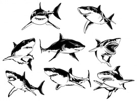 Set of sharks. collection of silhouettes of predatory swimming marine fish.