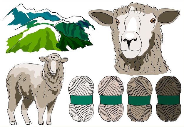 Vector set sheep farm and sheep's wool sheep breeding merino lambs merino wool