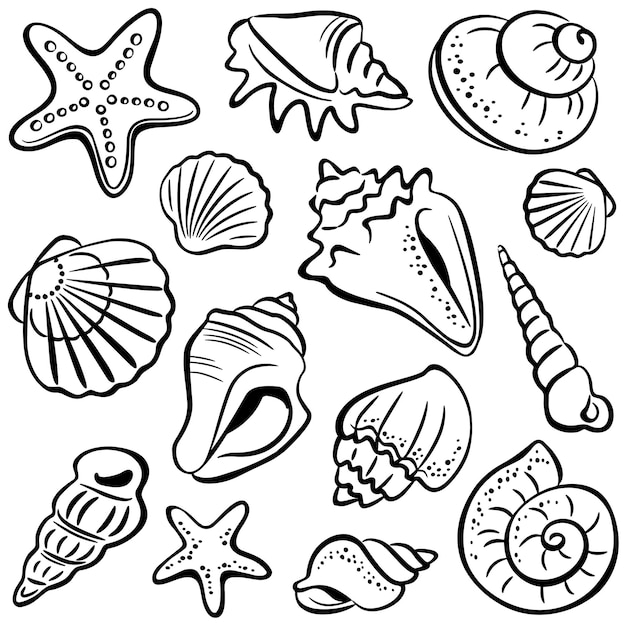 Premium Vector | Set of shells