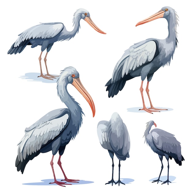 Vector set of shoebill storks in various poses