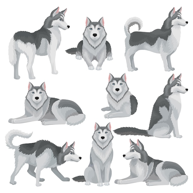 Set of siberian husky in different poses adorable domestic dog with gray coat and blue shiny eyes home pet human s best friend graphic elements for poster of zoo shop isolated flat vector design