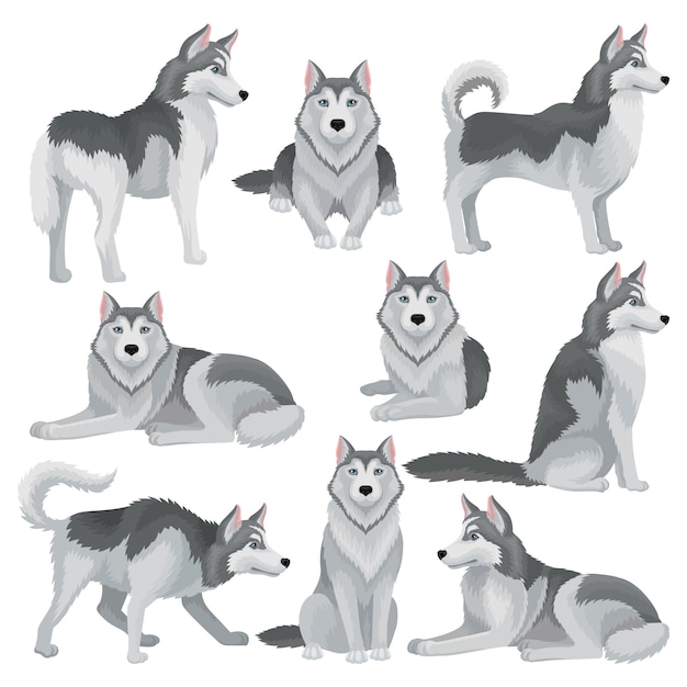 Vector set of siberian husky in different poses. adorable domestic dog with gray coat and blue shiny eyes. home pet