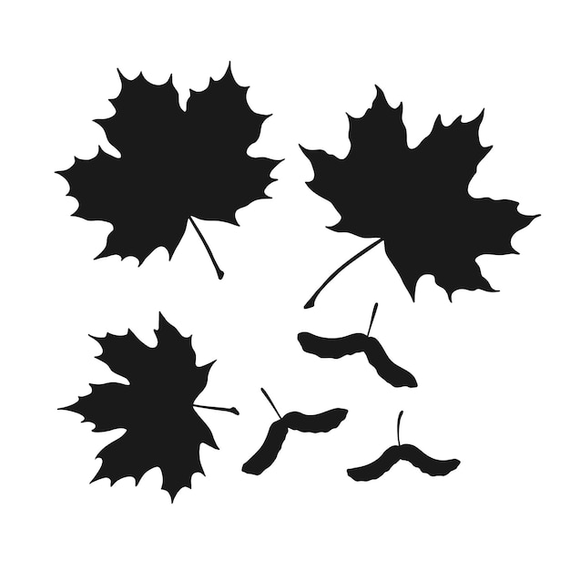 Set of silhouette maple and seeds Hand drawn autumn vector illustration