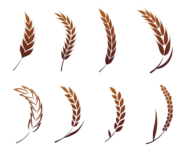 Vector a set of silhouettes of curved ears of corn