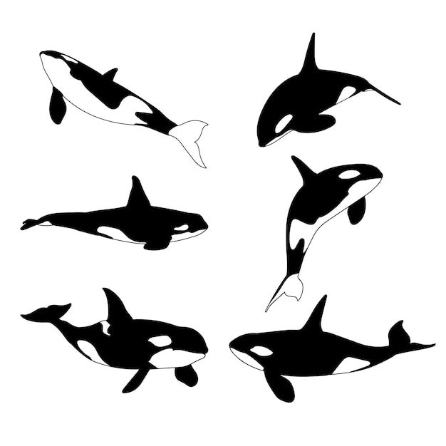 Set of silhouettes of orca whales vector design