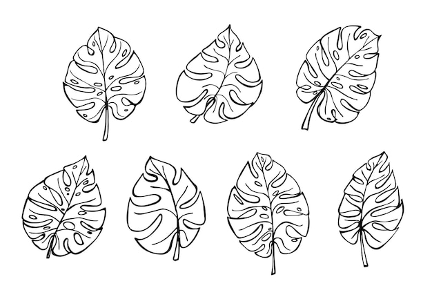 シンプルな熱帯のモンステラの葉のイラストのセット 手描きの背景クリップアート 植物の落書き