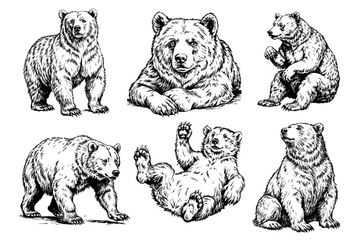 A set of six black and white bear drawings each with a different pose