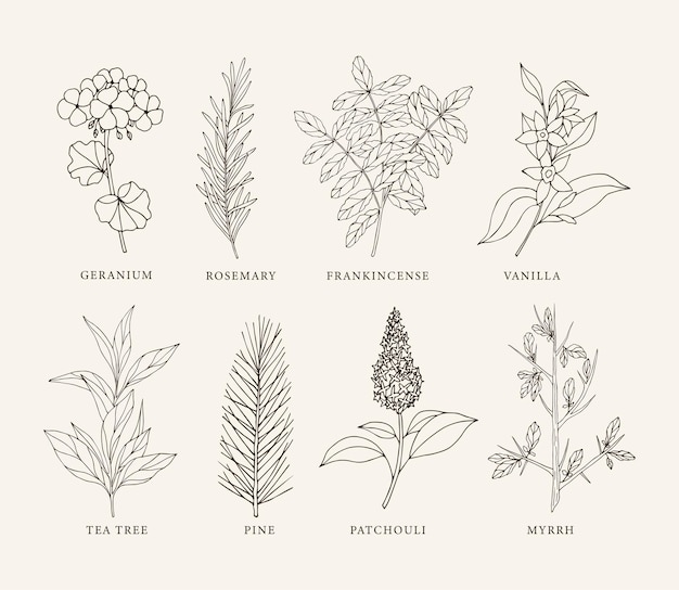 Vector set of sketch essential oil plants