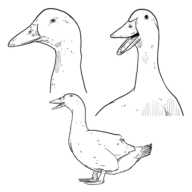 Vector set of sketch and hand drawn animal farm element and duck