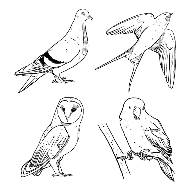 スケッチと手描きの鳥コレクション セットのセット