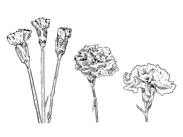 Vector set of sketch and hand drawn element flower carnation collection set